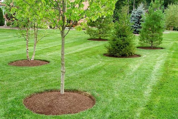 Gardening Services in Nairobi by Bluestar Gardening and Landscaping