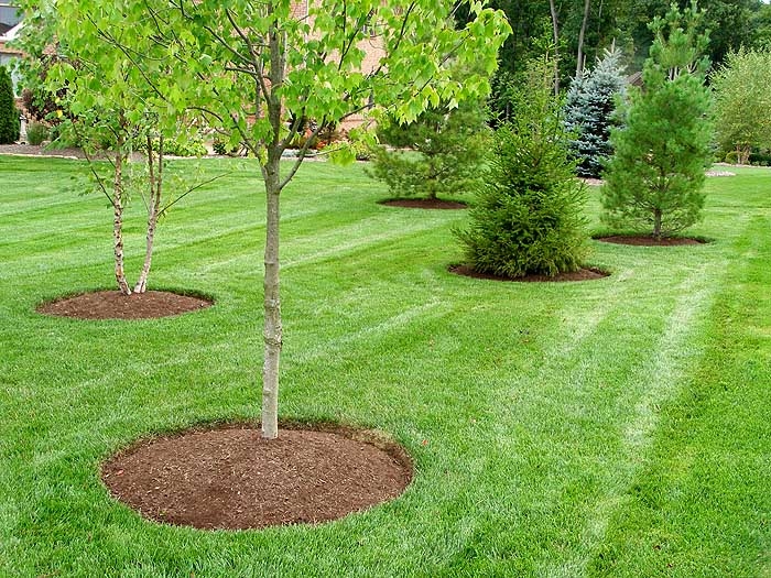 Services 3 Gardening Services in Nairobi by Bluestar Gardening and Landscaping
