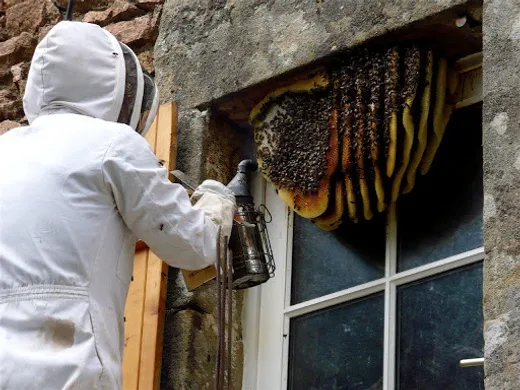 Services 2 Professional bee removal services in Nairobi, Kenya. Safe & eco-friendly hive relocation and extermination. Call Prestige Bluestar for expert bee control today! bee control Nairobi, bee removal services Kenya, professional bee extermination Nairobi, beehive removal Kenya, safe bee relocation Nairobi, best bee control company Kenya, emergency bee removal Nairobi, eco-friendly bee removal Kenya, swarm removal Nairobi, bee exterminator Nairobi, bees pest control Kenya, honeybee removal Nairobi, hive extraction services Kenya, best pest control for bees Nairobi, bee infestation treatment Kenya, bee repellent services Nairobi, top bee control company Kenya, bee fumigation Nairobi, beekeeping pest control Nairobi, bee problem solution Kenya, Nairobi bee extermination, affordable bee removal Kenya, wasp removal Nairobi, hornet control services Kenya, bee control near me, bee-proofing services Nairobi, emergency bee swarm removal Nairobi, best beehive removal Kenya, natural bee control Nairobi, safe bee control methods Kenya
