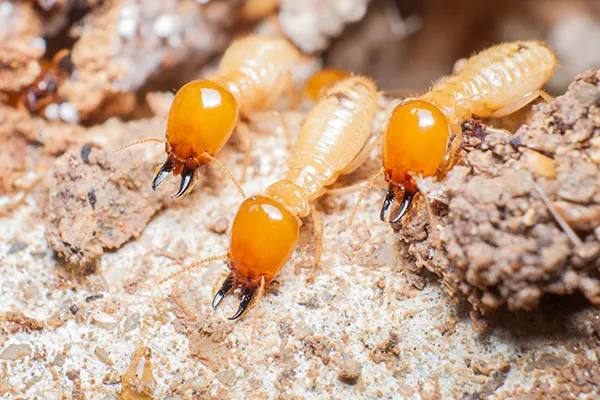 Services 7 termite control Nairobi, termite extermination Kenya, pest control Nairobi, best termite treatment Kenya, termite inspection services Nairobi, professional termite removal Nairobi, affordable termite control Nairobi, eco-friendly termite treatment Kenya, termite pest control Nairobi, termite prevention Nairobi, termite fumigation services Kenya, termite exterminators Nairobi, reliable termite control Nairobi, Nairobi termite infestation solution, termite damage repair Kenya, termite barrier treatment Nairobi, anti-termite treatment Kenya, residential termite control Nairobi, commercial termite treatment Nairobi, best pest control company Nairobi, effective termite extermination Kenya, termite removal experts Nairobi, top-rated termite control Kenya, termite prevention services Nairobi, home termite treatment Nairobi, termite treatment for businesses Kenya, trusted termite control Nairobi, termite control near me Kenya, local termite control experts Nairobi, termite treatment for houses Kenya, termite management services Nairobi, termite solutions Nairobi, fumigation services Nairobi, termite baiting system Kenya, emergency termite control Nairobi, Nairobi pest control experts, best pest exterminators Nairobi, how to get rid of termites in Nairobi, termite proofing services Kenya, termite protection services Nairobi, pest control specialists Nairobi, termite control company Kenya, termite eradication Nairobi, best termite exterminators Nairobi, advanced termite treatment Nairobi, pest management services Kenya, Nairobi termite control specialists, termites in Nairobi homes, top termite extermination Kenya