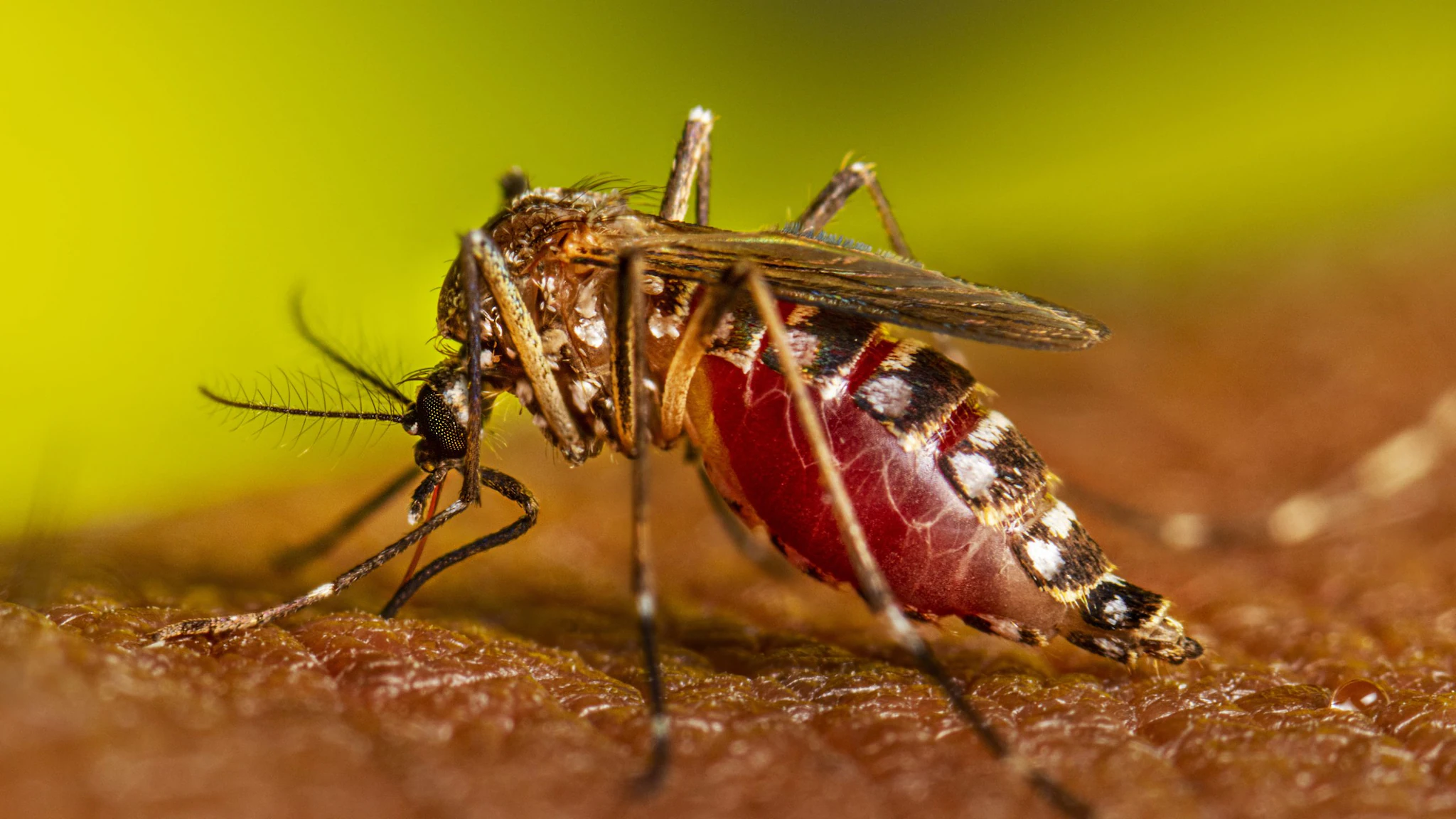 Services 4 Mosquito Control Services in Nairobi, Kenya | Prestige Bluestar mosquito control Nairobi, mosquito fumigation services Kenya, best mosquito exterminator Nairobi, professional mosquito control Nairobi, mosquito control for homes Kenya, mosquito fogging Nairobi, pest control for mosquitoes Nairobi, anti-mosquito treatment Kenya, residential mosquito control Nairobi, mosquito prevention services Kenya, mosquito elimination Nairobi, eco-friendly mosquito control Nairobi, mosquito pest control Nairobi, outdoor mosquito control Kenya, mosquito control for hotels Nairobi, malaria prevention Nairobi, mosquito infestation treatment Kenya, effective mosquito repellent Nairobi, mosquito spraying service Kenya, best mosquito fumigation Nairobi, indoor mosquito control Nairobi, commercial mosquito control Kenya, mosquito control for businesses Nairobi, Nairobi mosquito extermination, mosquito bite prevention Kenya, mosquito reduction strategies Nairobi, thermal fogging services Nairobi, mosquito breeding site elimination Kenya, insect control services Nairobi, long-term mosquito control Nairobi, mosquito repellent services Kenya, professional pest control Nairobi, mosquito control near me, mosquito larvae control Nairobi, top mosquito fumigation company Kenya, fumigation experts Nairobi, mosquito-free environment Kenya, anti-mosquito solutions Nairobi, certified mosquito control Nairobi, non-toxic mosquito control Kenya, malaria control Nairobi, mosquito treatment Nairobi, best pest control services Nairobi, mosquito management Kenya, Nairobi mosquito specialists, effective mosquito solutions Kenya