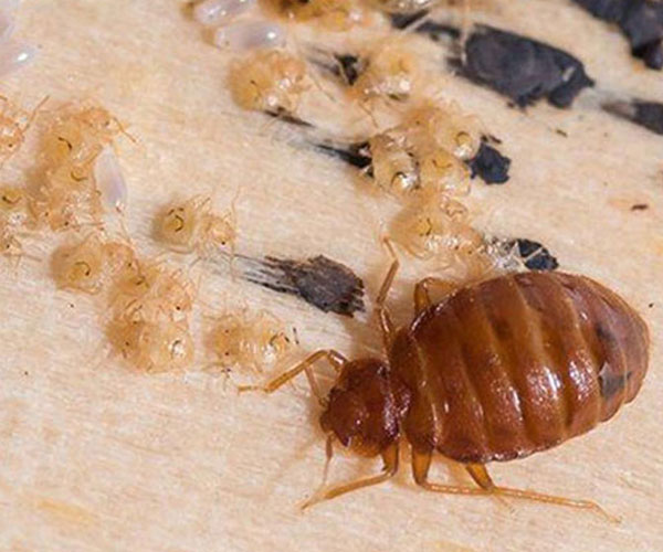 Services 6 Bedbug control servicesin Nairobi, bedbug control Nairobi, bedbug extermination Kenya, pest control Nairobi, best bedbug treatment Kenya, bedbug inspection services Nairobi, professional bedbug removal Nairobi, affordable bedbug control Nairobi, eco-friendly bedbug treatment Kenya, bedbug pest control Nairobi, bedbug prevention Nairobi, bedbug fumigation services Kenya, bedbug exterminators Nairobi, reliable bedbug control Nairobi, Nairobi bedbug infestation solution, bedbug treatment for homes Kenya, bedbug heat treatment Nairobi, commercial bedbug control Nairobi, best pest control company Nairobi, effective bedbug extermination Kenya, bedbug removal experts Nairobi, top-rated bedbug control Kenya, bedbug prevention services Nairobi, home bedbug treatment Nairobi, bedbug treatment for hotels Kenya, trusted bedbug control Nairobi, bedbug control near me Kenya, local bedbug control experts Nairobi, bedbug treatment for apartments Kenya, bedbug management services Nairobi, bedbug solutions Nairobi, fumigation services Nairobi, emergency bedbug control Nairobi, Nairobi pest control experts, best pest exterminators Nairobi, how to get rid of bedbugs in Nairobi, bedbug proofing services Kenya, bedbug protection services Nairobi, pest control specialists Nairobi, bedbug control company Kenya, bedbug eradication Nairobi, best bedbug exterminators Nairobi, advanced bedbug treatment Nairobi, pest management services Kenya, Nairobi bedbug control specialists, bedbugs in Nairobi homes, top bedbug extermination Kenya