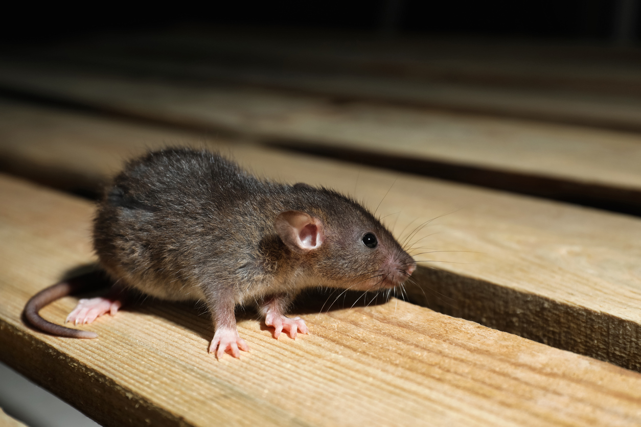 Services 3 Rodent Control Services in Nairobi, Kenya | Prestige Bluestar rodent control Nairobi, rat extermination services Kenya, mice control Nairobi, professional rodent removal Nairobi, rodent control for homes Kenya, rat proofing services Nairobi, best pest control for rodents Nairobi, rodent infestation treatment Kenya, rat baiting services Nairobi, eco-friendly rodent control Nairobi, rodent control for restaurants Nairobi, commercial rodent control Kenya, rodent fumigation Nairobi, rat problem solution Nairobi, mice exterminator Kenya, pest control rats Nairobi, rodent-free home Kenya, Nairobi rat extermination, rodent proofing company Nairobi, rodent control near me, rat poison Nairobi, best pest control Nairobi, affordable rodent control Kenya, rodent pest control Nairobi, emergency rodent extermination Nairobi, mouse infestation solution Nairobi, effective rodent repellent Kenya, top rodent control company Nairobi, rat infestation treatment Kenya, home rodent control Nairobi, commercial pest extermination Kenya