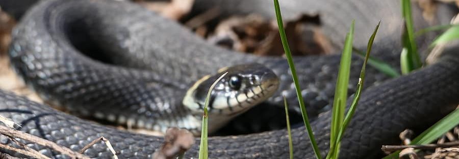 Professional Snake Control Services in Nairobi, Kiambu, Machakos & Kajiado 🐍 How to Keep Snakes Away from Your Home in Kenya What to Do If You Spot a Snake in Your Compound