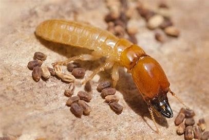 Professional Termite Control Services in Nairobi, Kiambu, Machakos & Kajiado